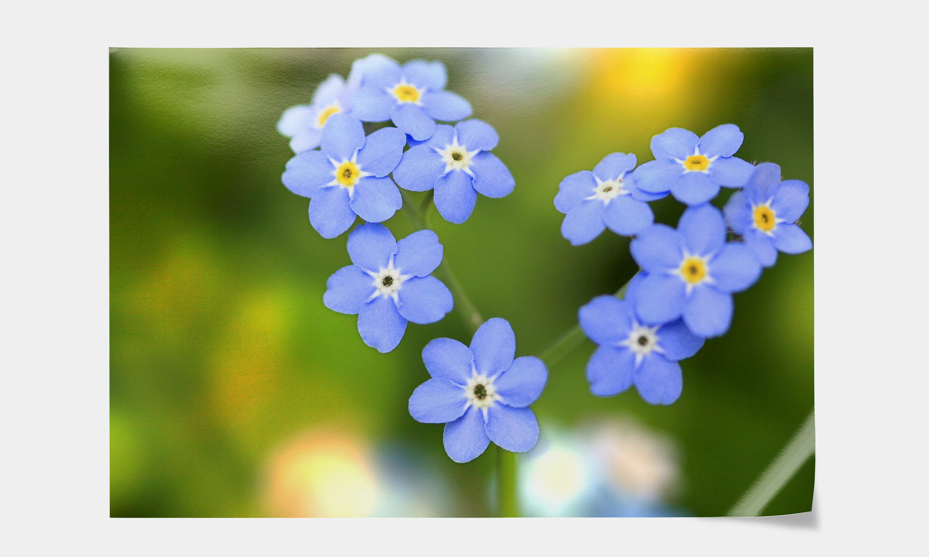 Premium Poster Perlmutt